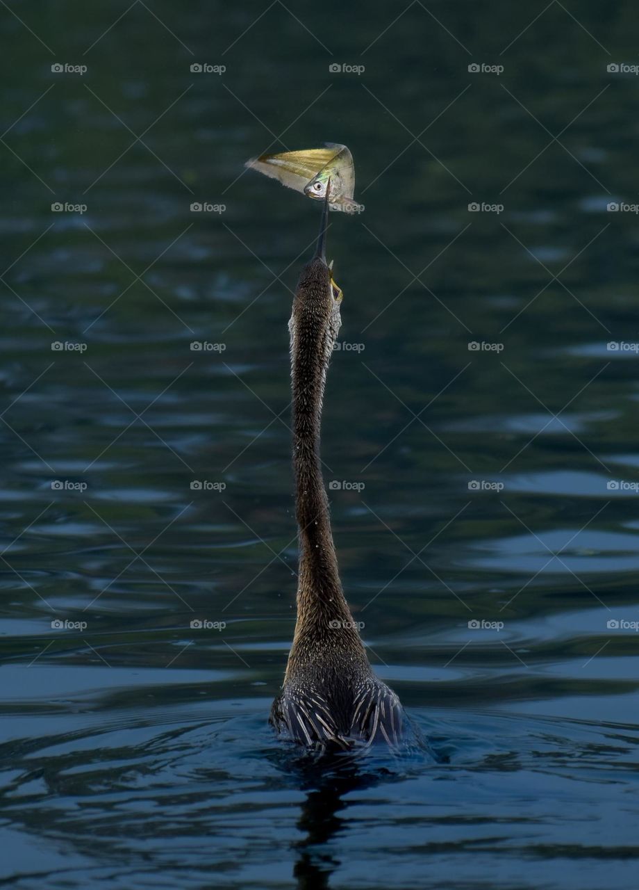 Beneath the blue veil of water, it was swimming clueless about being the last flex of tail it makes.