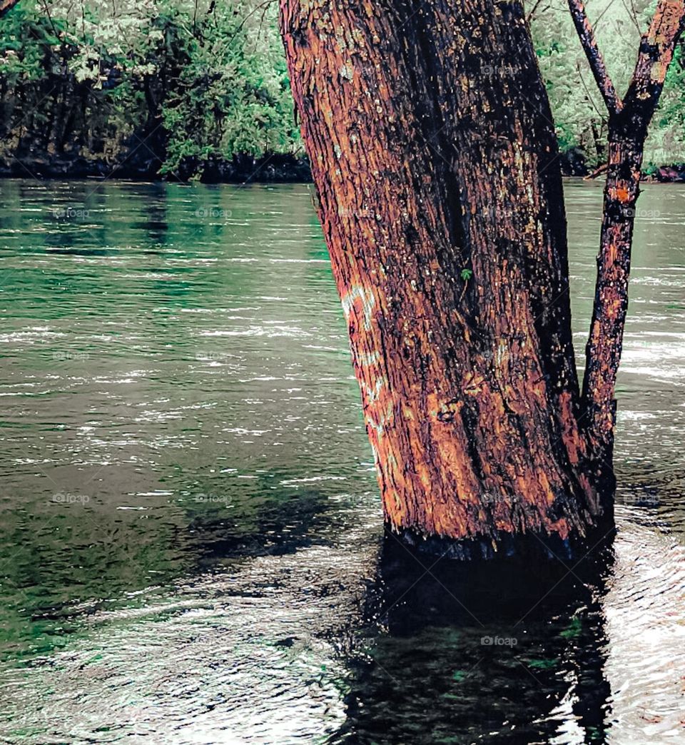 A single tree partly submerged by the greenish swirling water of a rising river. 
