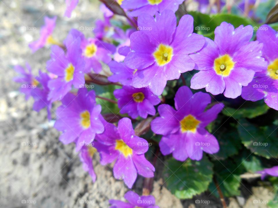 Close-up of purple flower