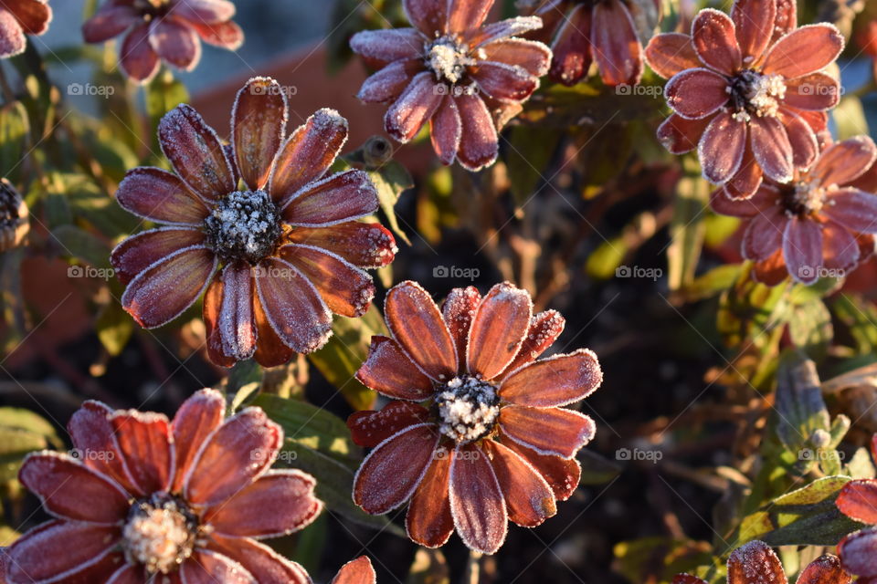 frosted zinnia flowers
