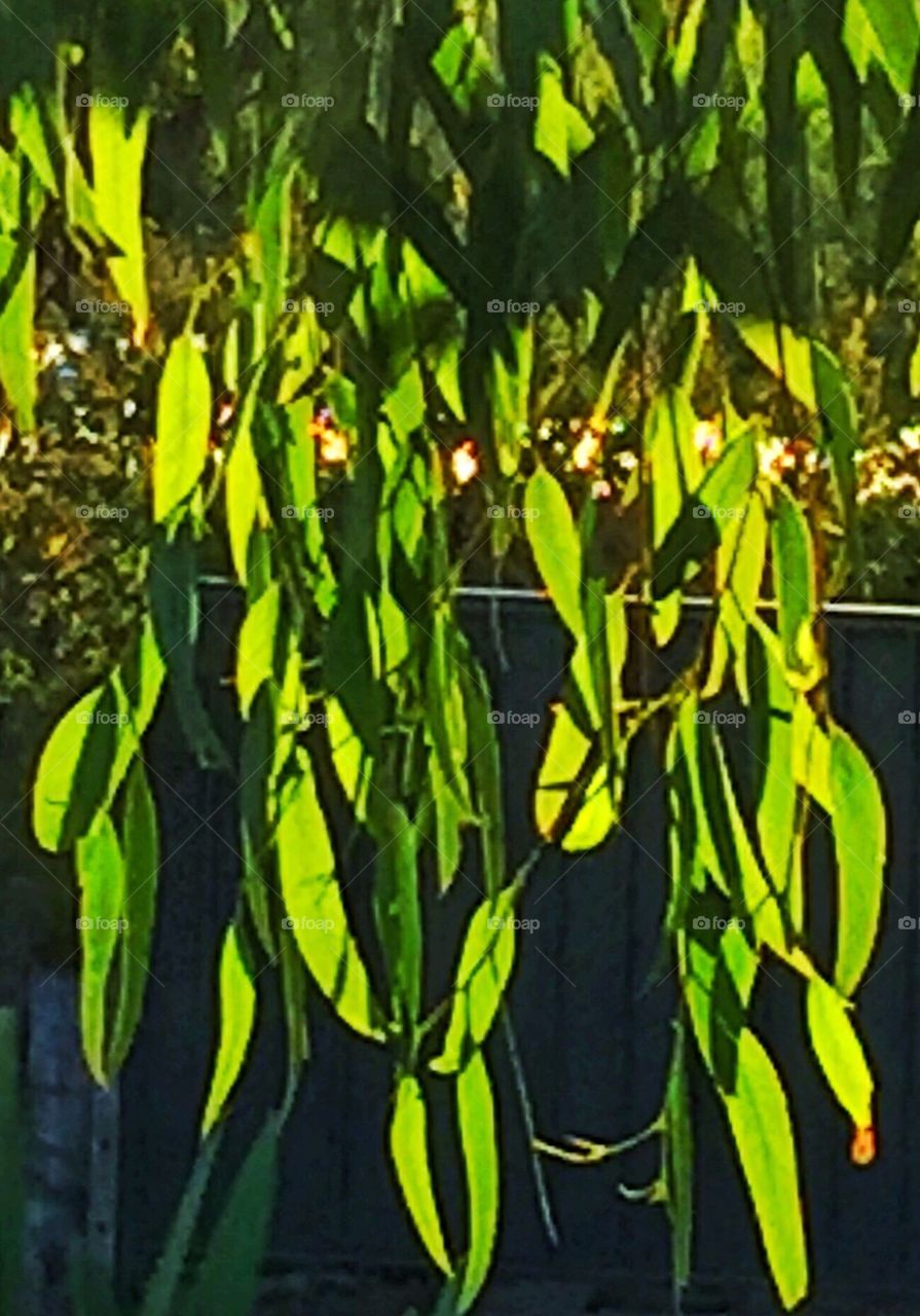Gum leaves in the sun