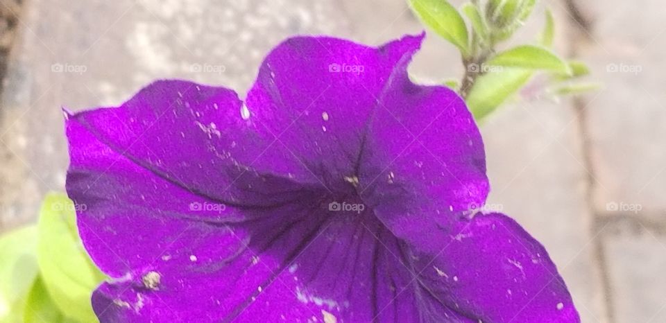 Purple Flower of Plenty