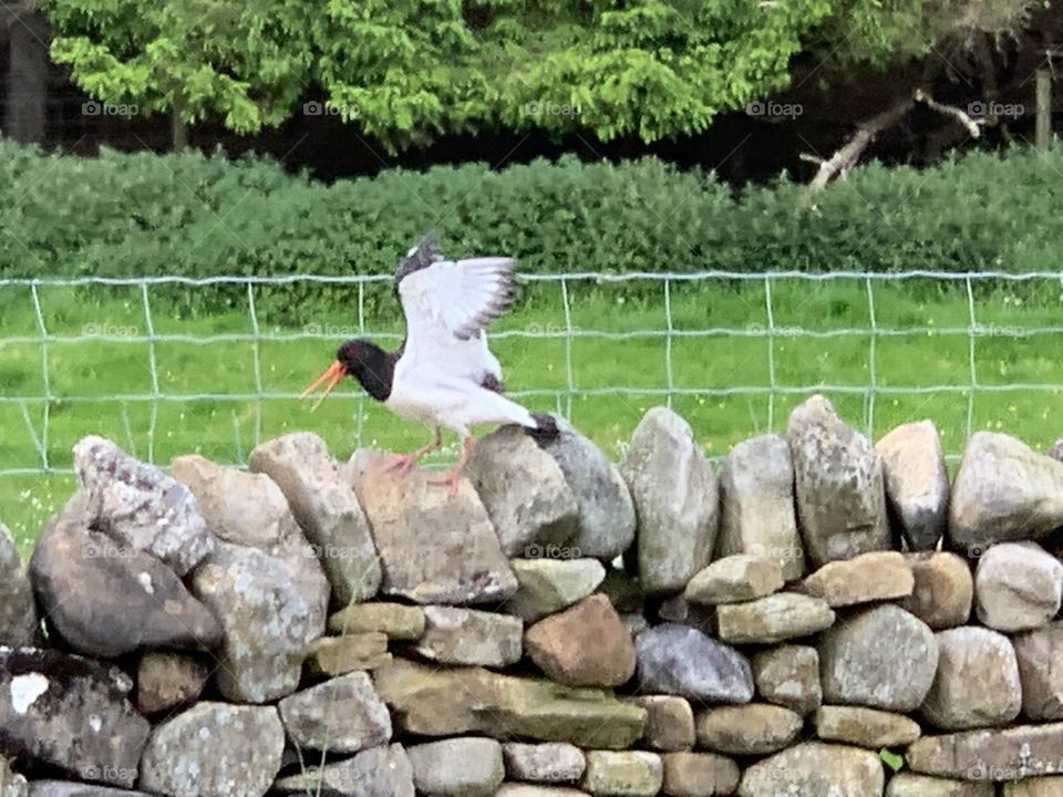 Isaacs tea trail Cumbria