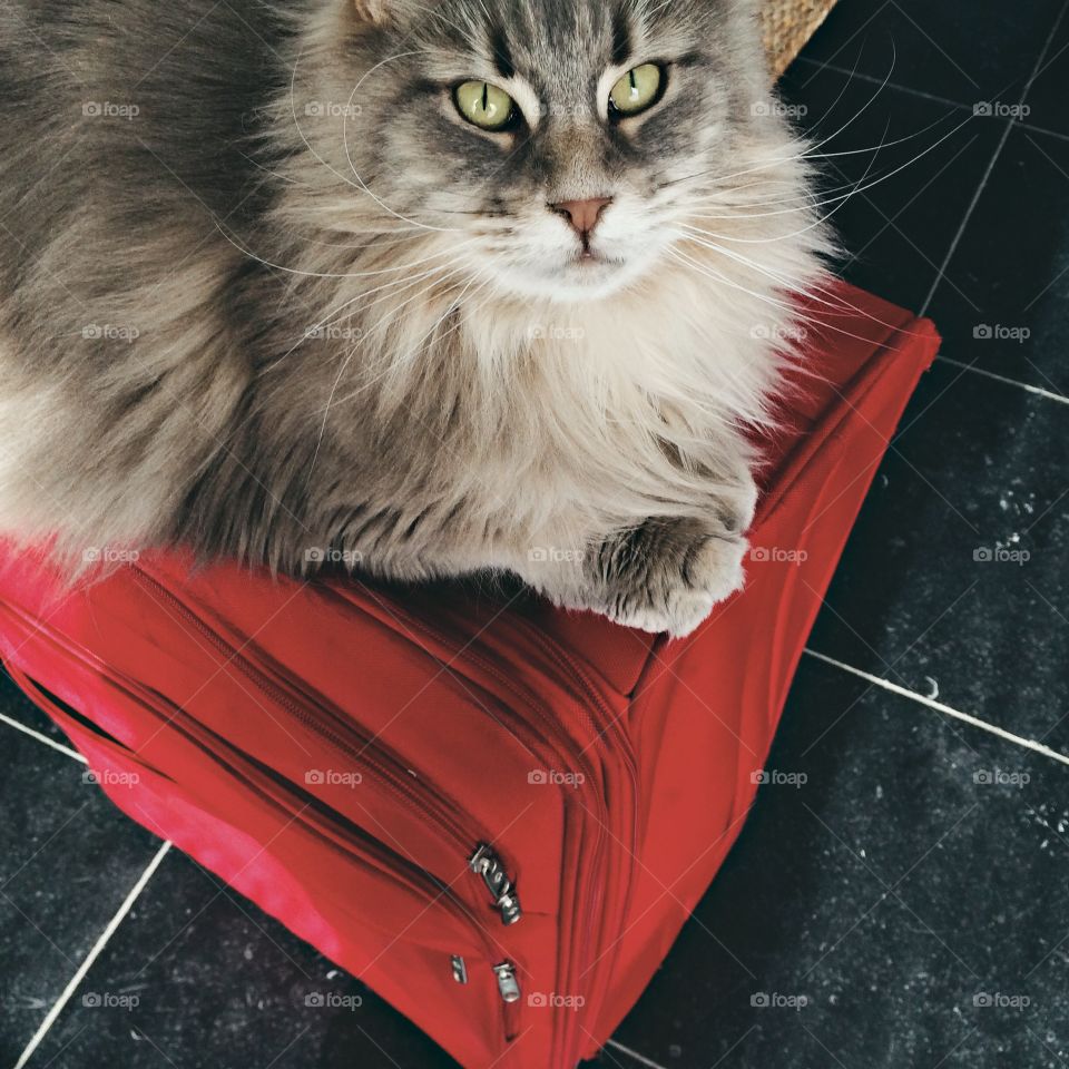 Maine Coon Cat on top of Red Suitcase
