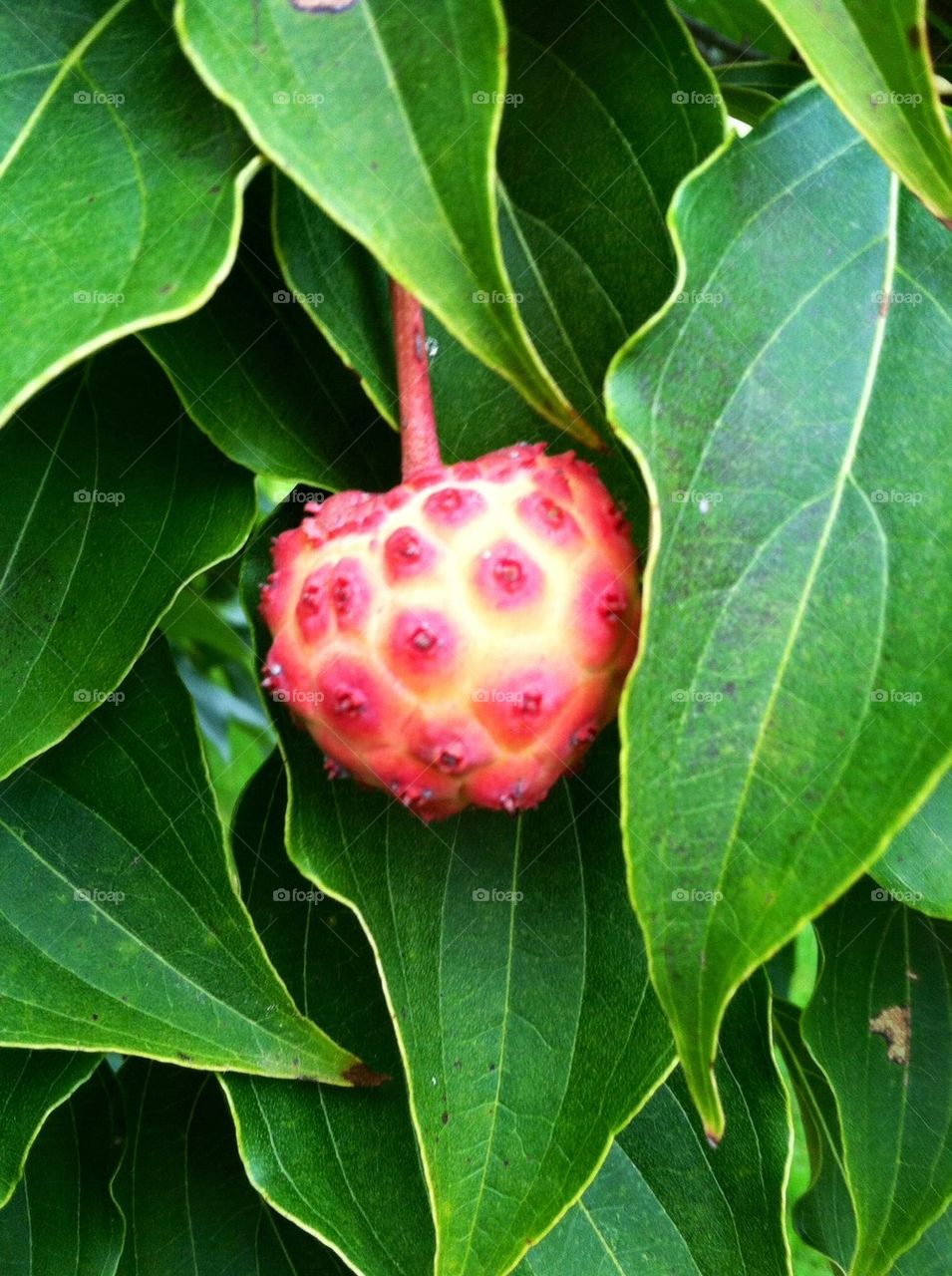 Louisa Dogwood Fruit