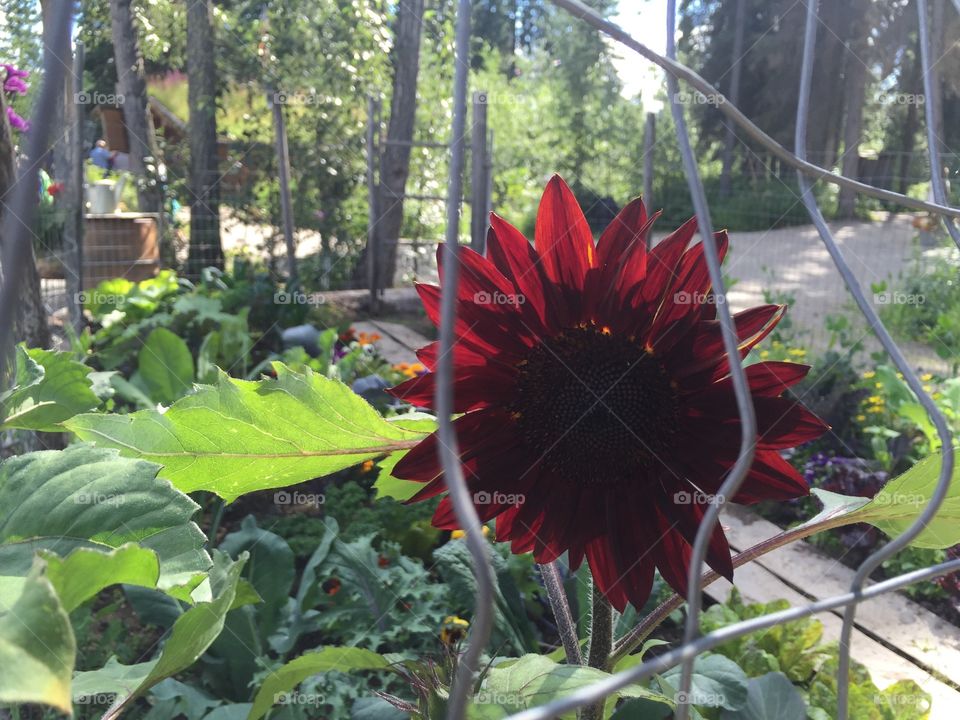 Red sunflower 