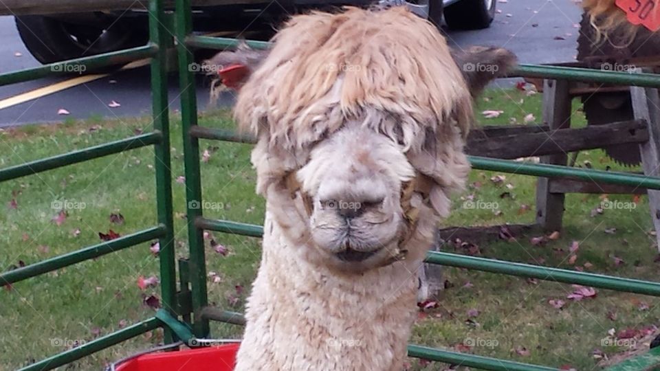 Alpaca