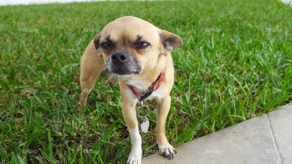 Chihuahua dog, not sure face