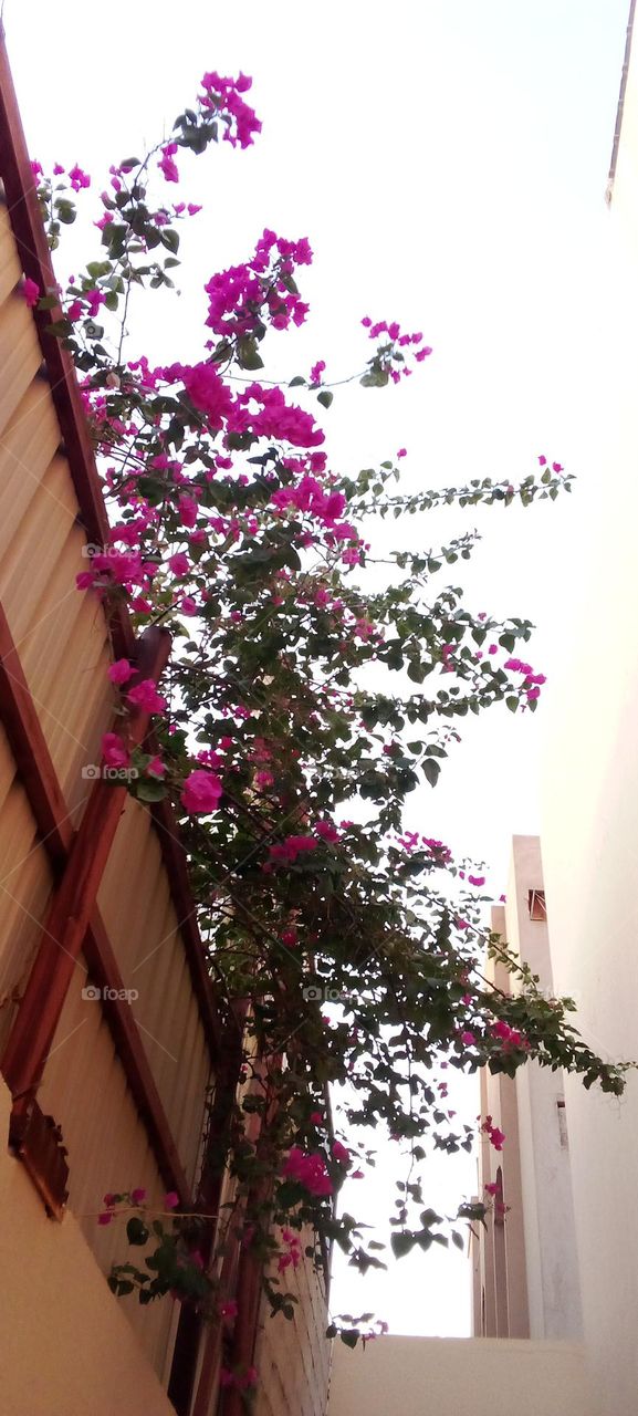 bougainvillea flowers