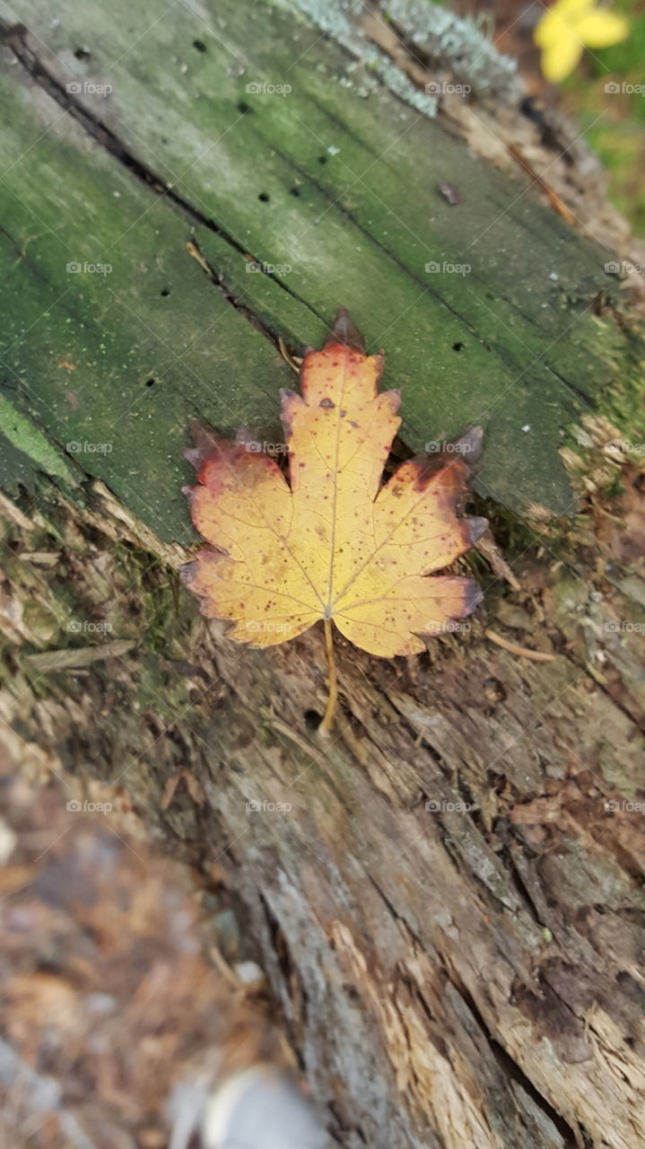 Leaf, Nature, No Person, Fall, Outdoors