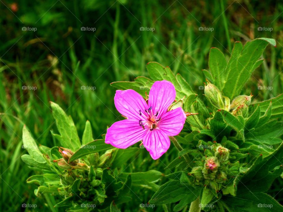 Pink wild flower