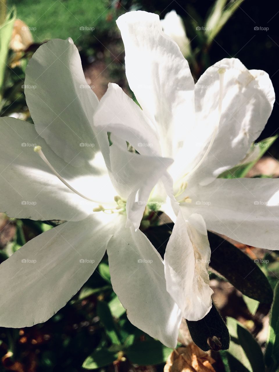 🌺Fim de #cooper!
Suado, cansado e feliz, alongando e curtindo a beleza das #flores. Hoje, com as #azaleias brancas.
🏁
#corrida #treino #flor #flower #flowers #pétalas #pétala #jardim #jardinagem #garden #flora #run #running #esporte #alongamento 