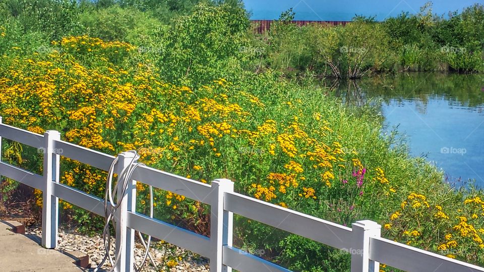 Wildflowers and Grasses