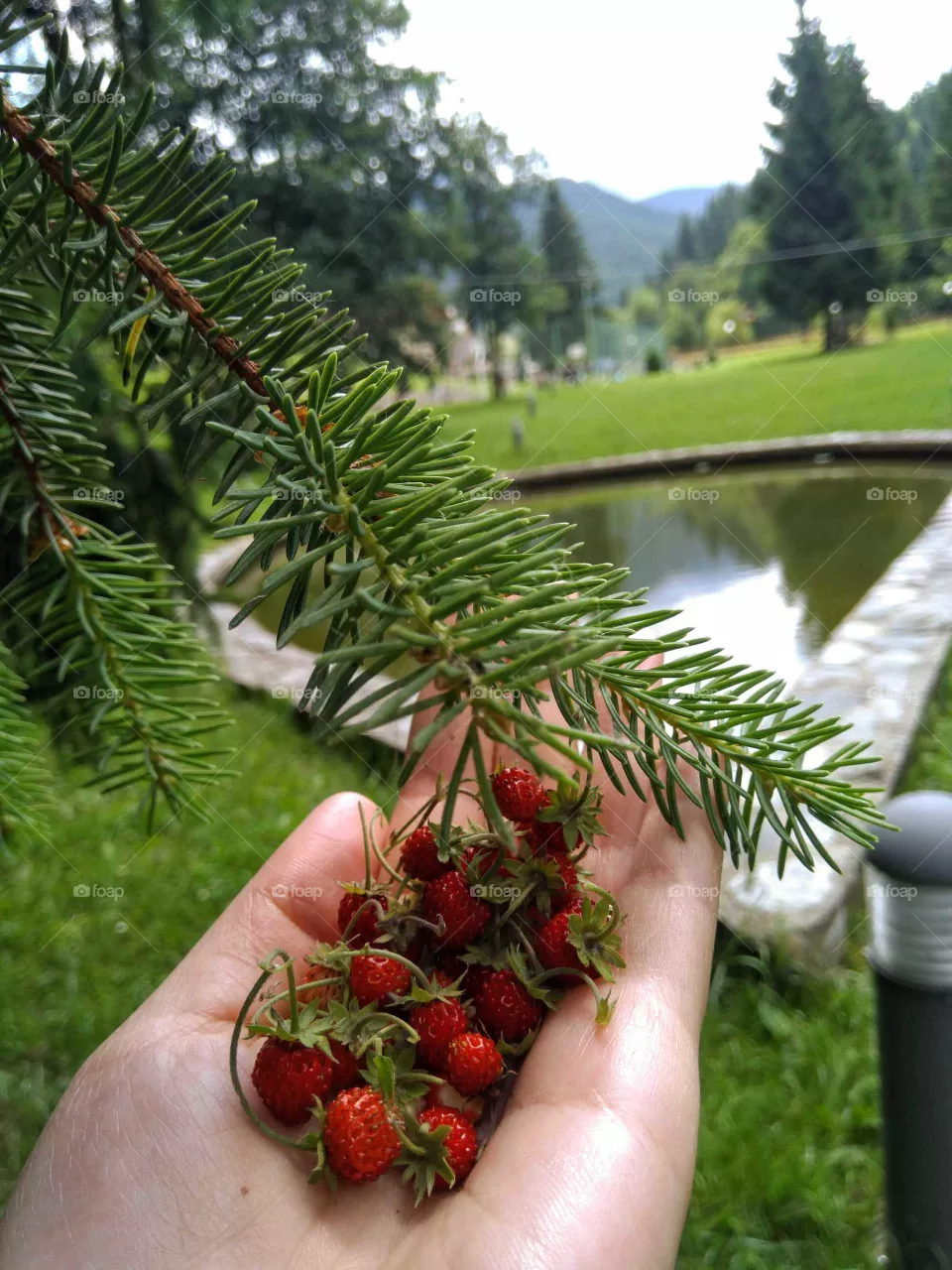 Sweet mountain strawberries