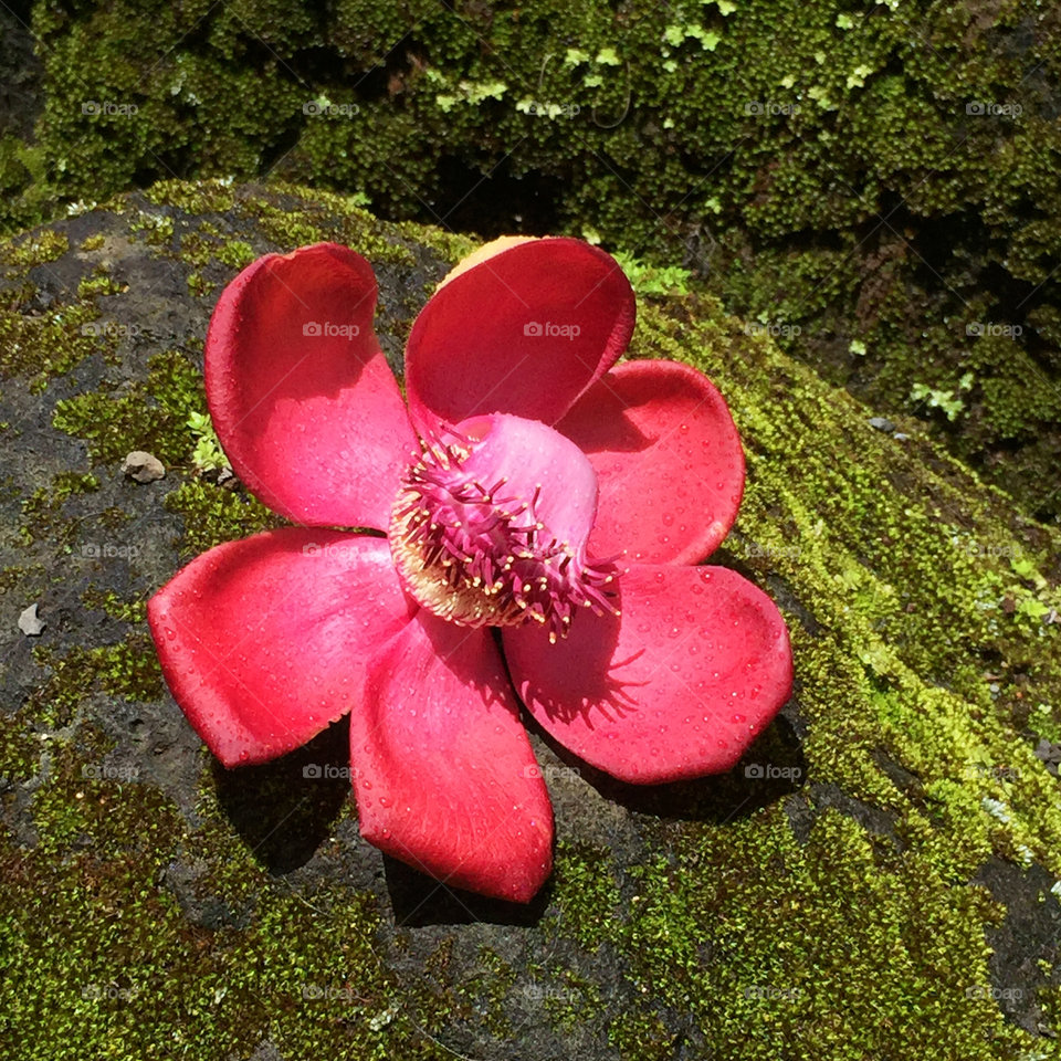 Cannonball tree flower on rock