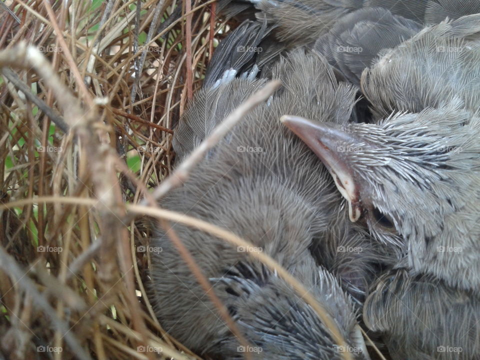 sparrow  in his nest