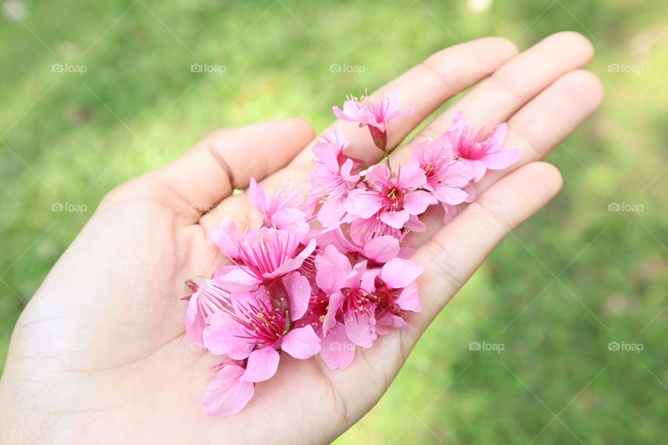 Thai Cherry Blossom #cherryblosom #blooming #flower #nature