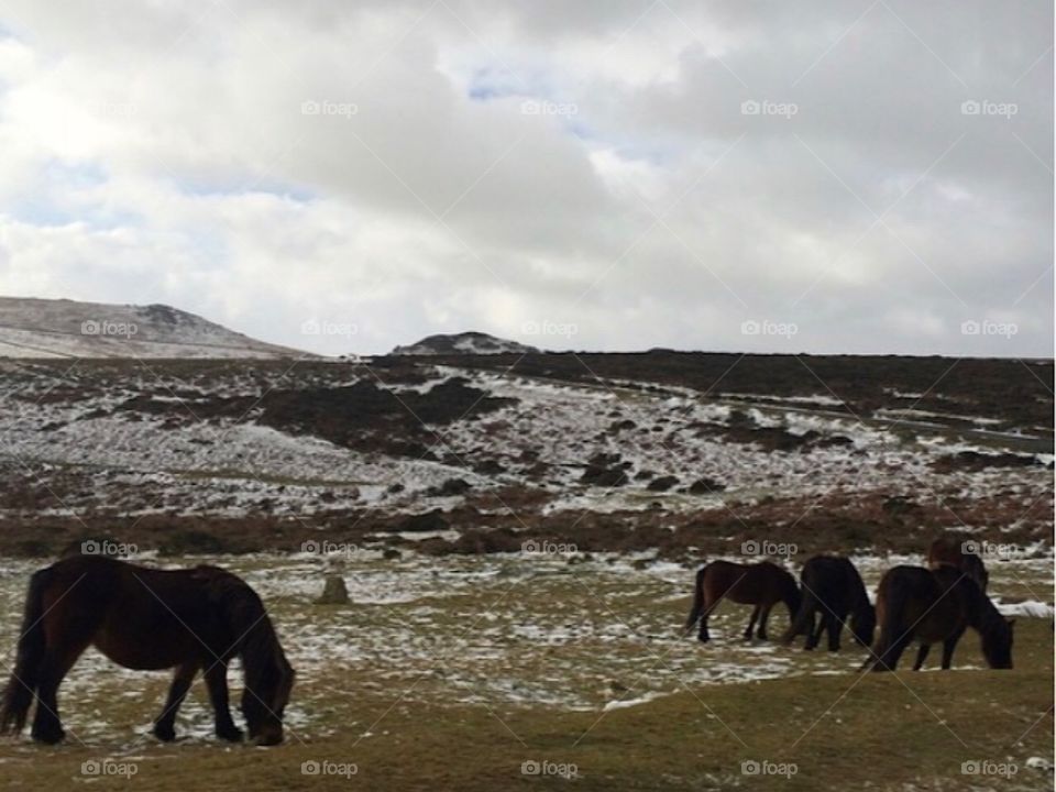 Snowy walk with the Dartmoor ponies 