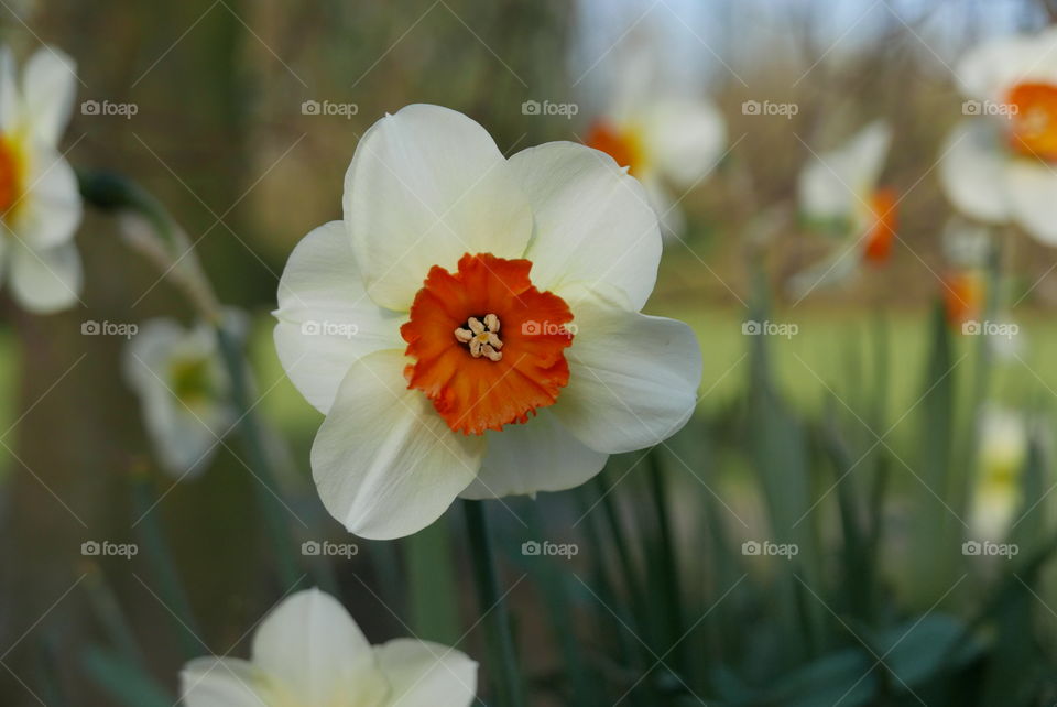 Flower during spring