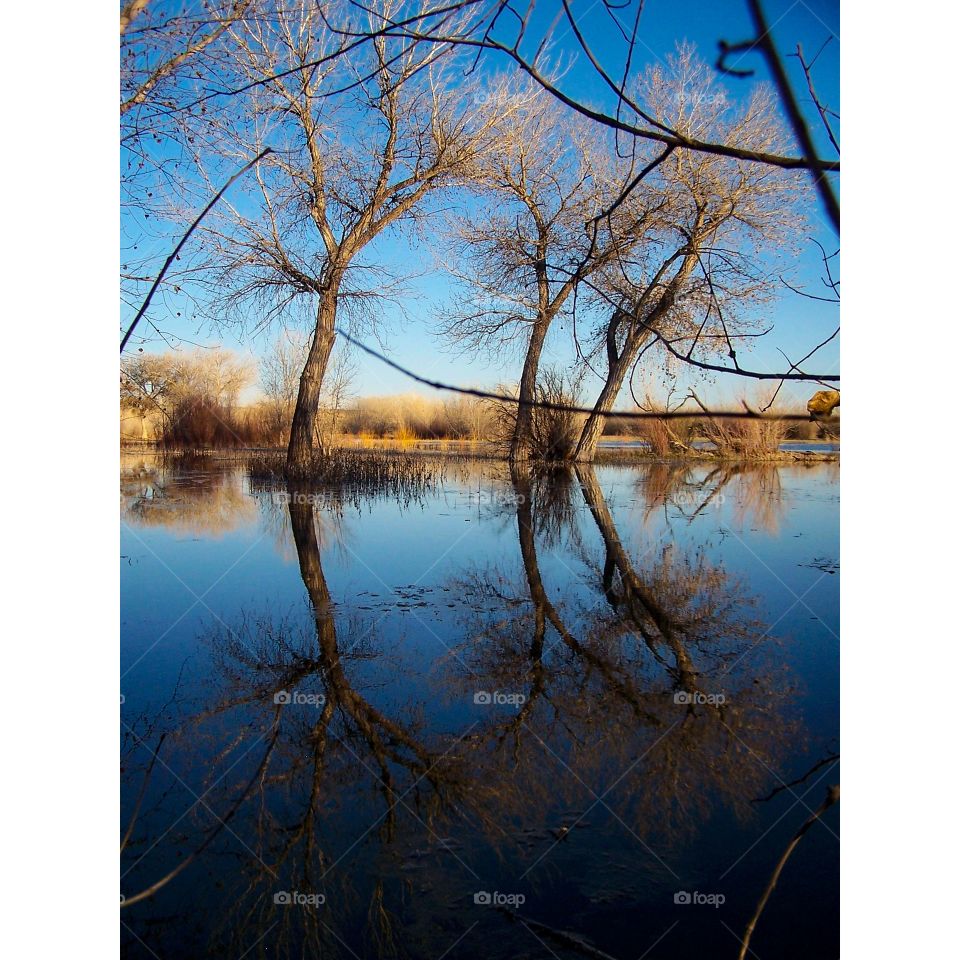 Trees reflecting in Bosque del Apache National Wildlife Refuge
