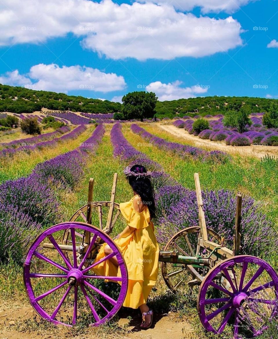A lavender garden in Turkey