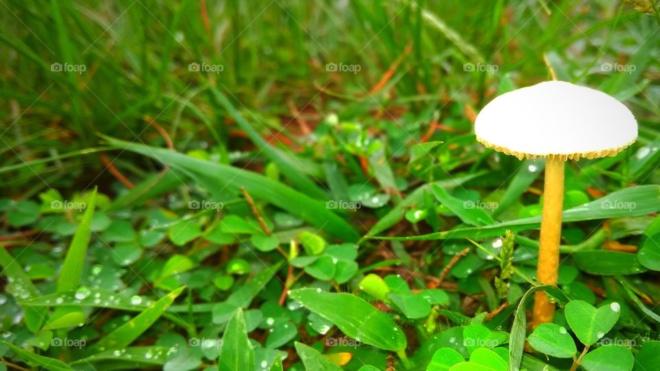 random click at spring