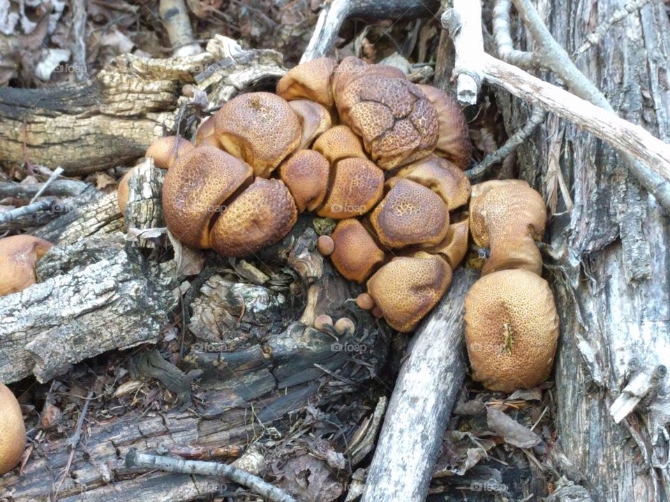 cottonwood mushrooms