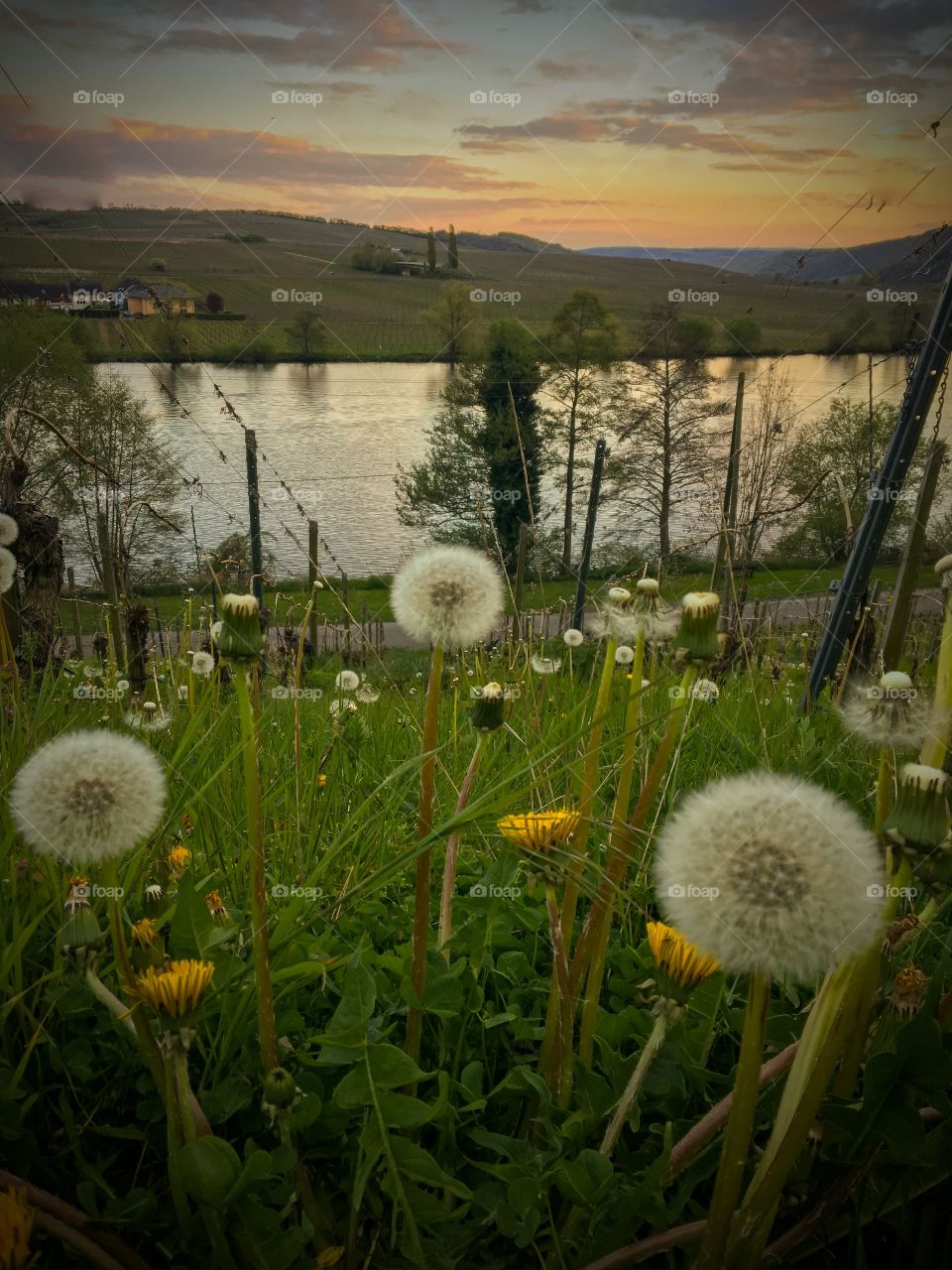 Dandelions Meadow Moselle Landscape  at Sunset Germany 
