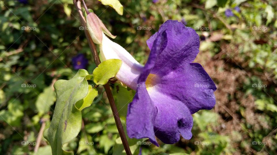 Beautiful bright violet flower... Medicinal plant