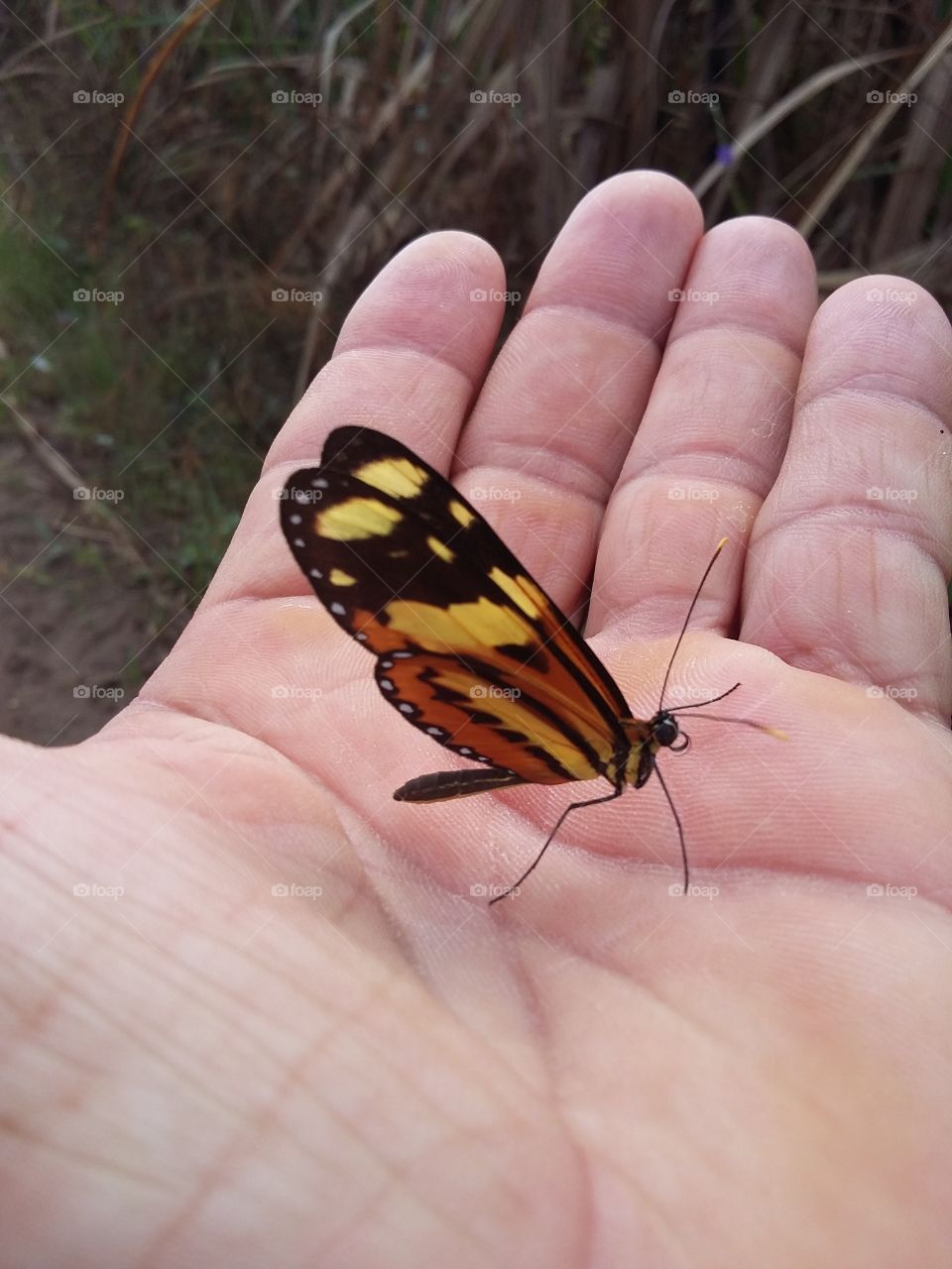 Butterfly very common in northeastern Brazil