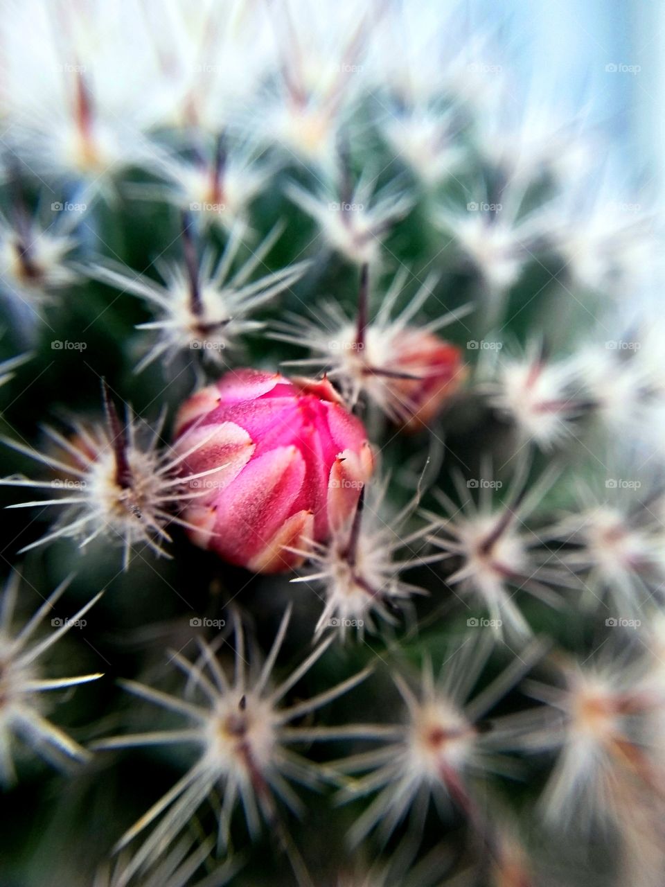 A Cactus Life