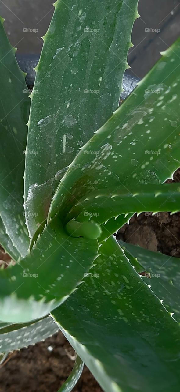 Aloe