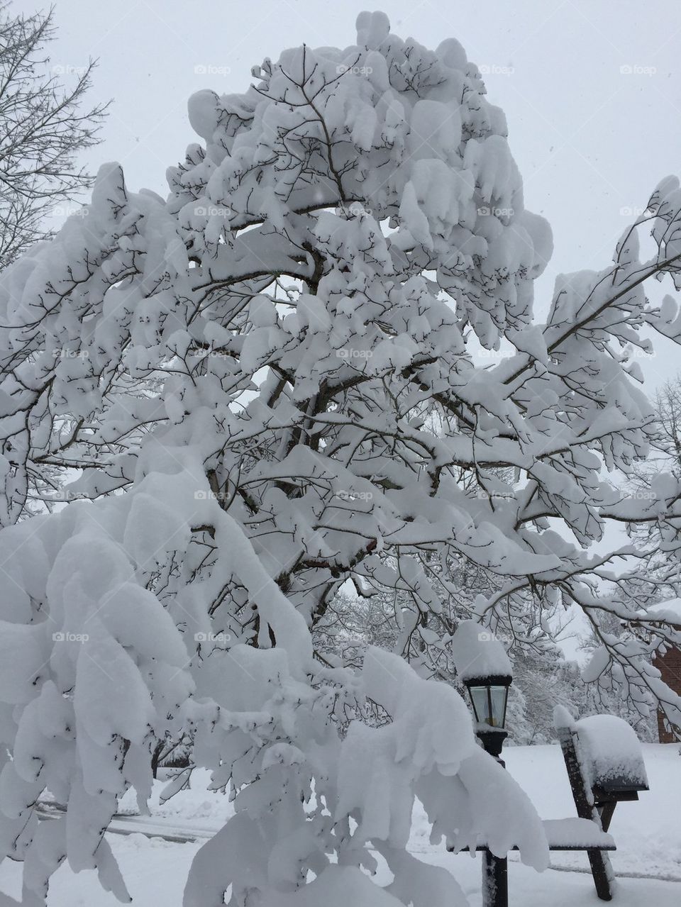 Snow covered, tree tops, Ohio