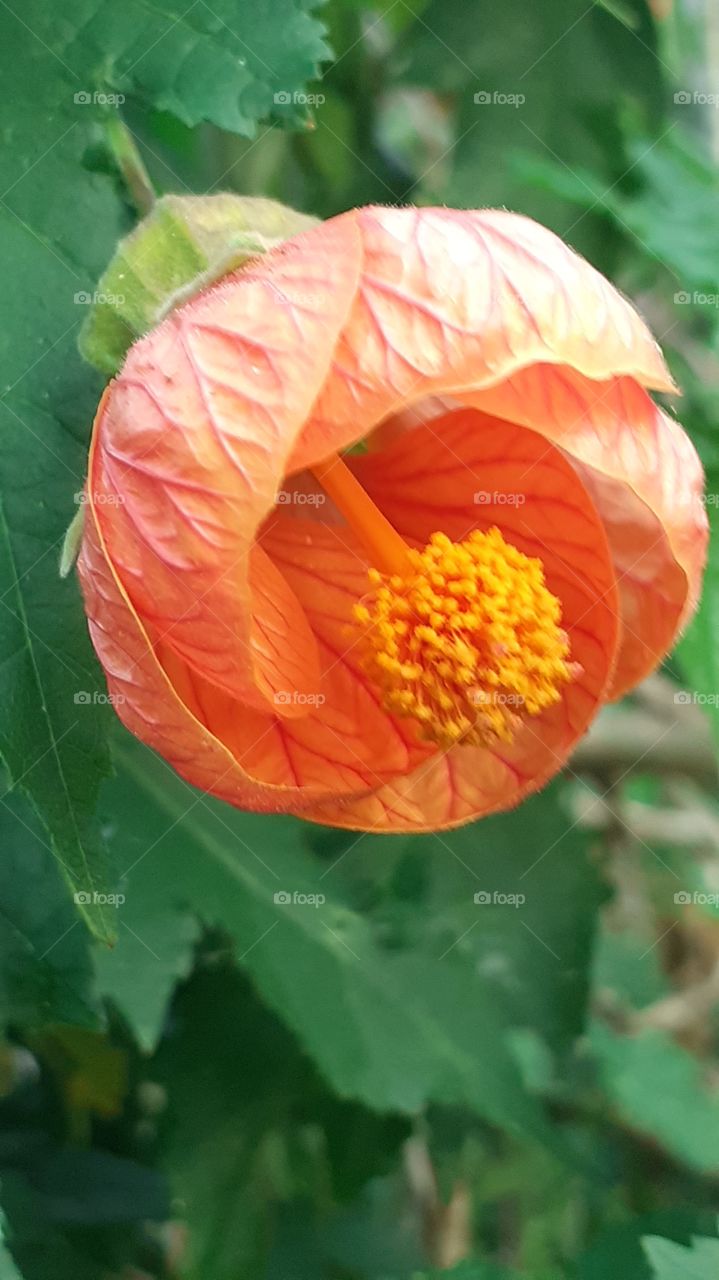 campanita de jardín