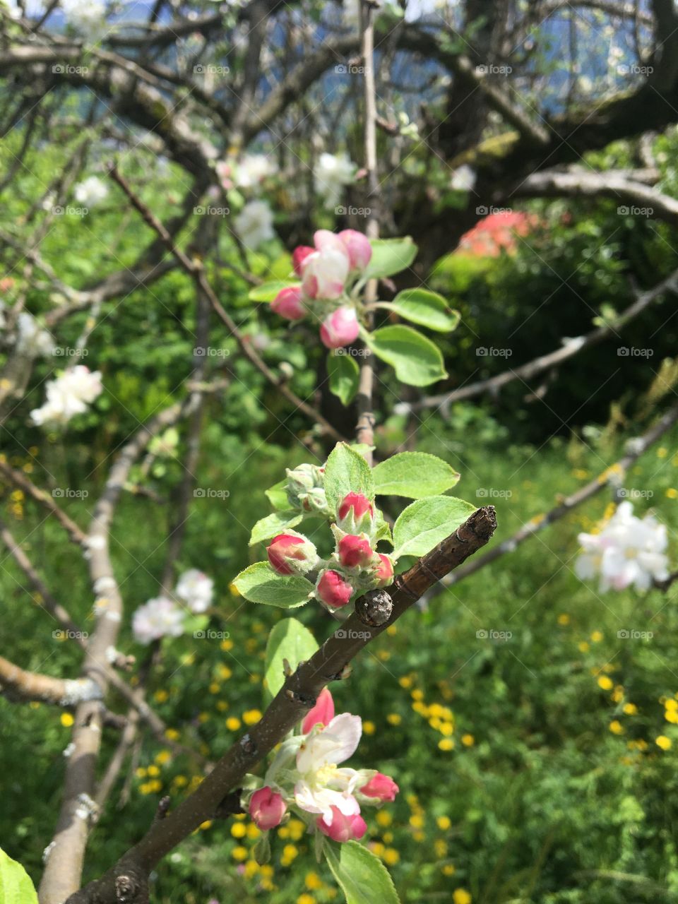 Apple tree flowers 