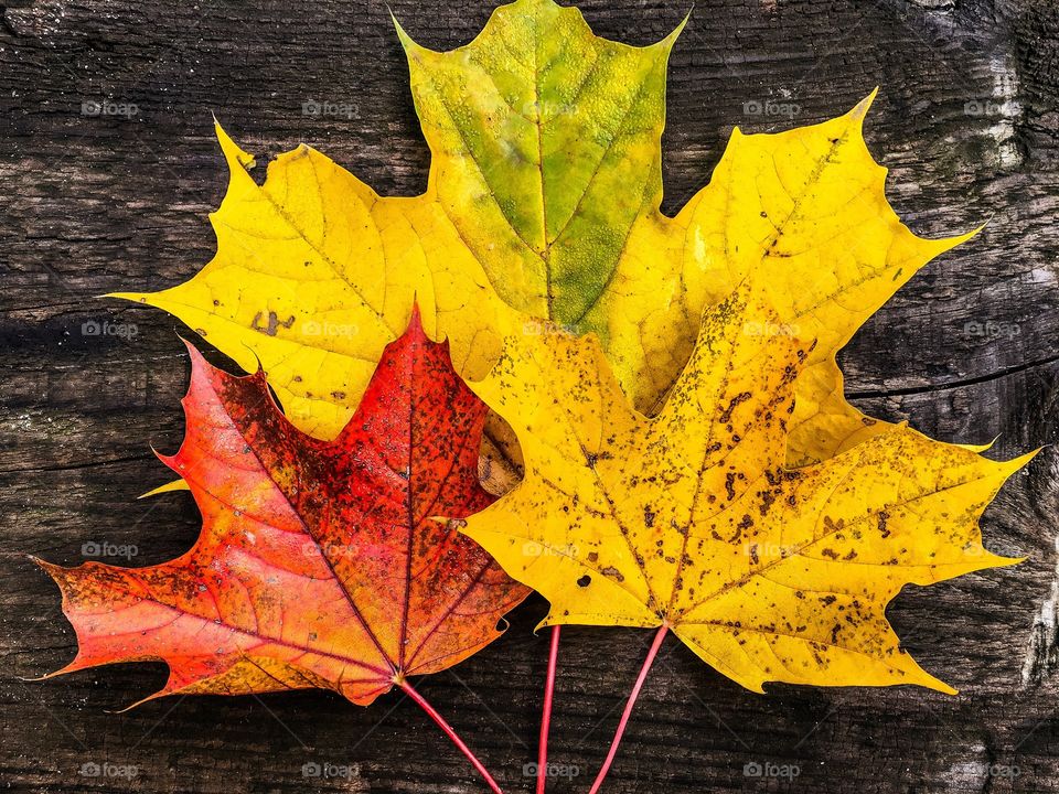 Autumn leafs on wood