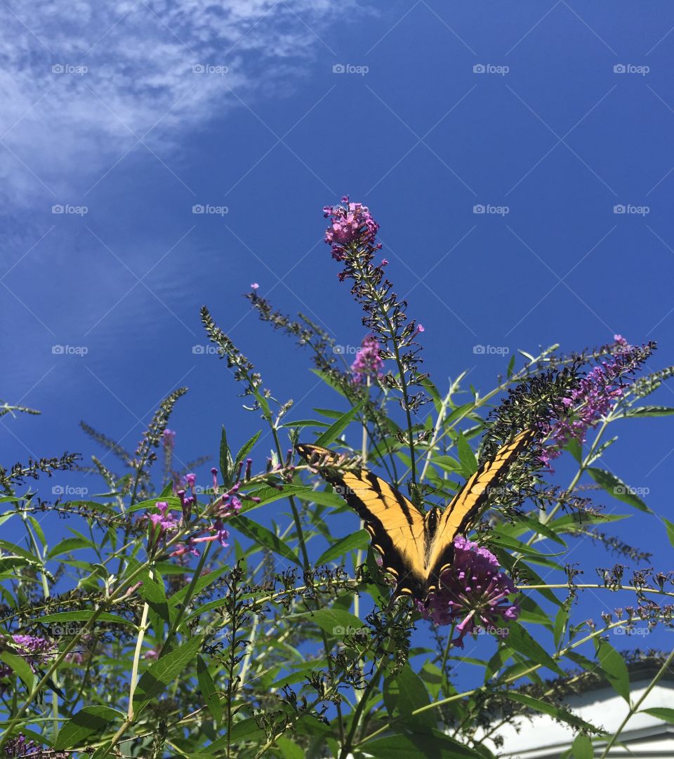 Beautiful yellow and black butterfly on a purple flowered bush against a bright blue sky.