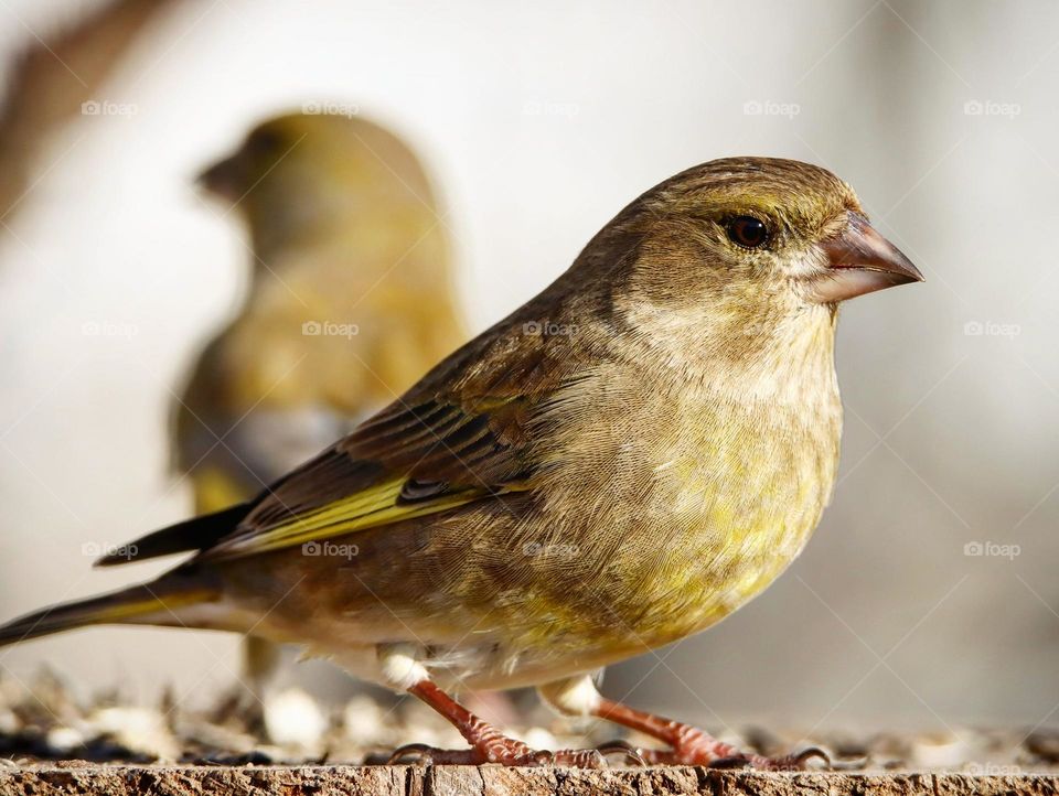 Beautiful and cute bird