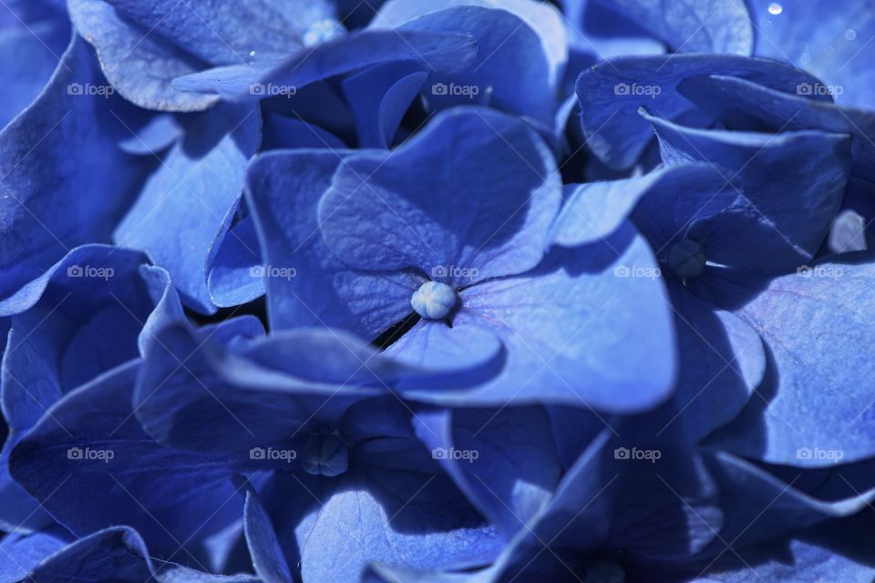 Full frame shot of blue flowers