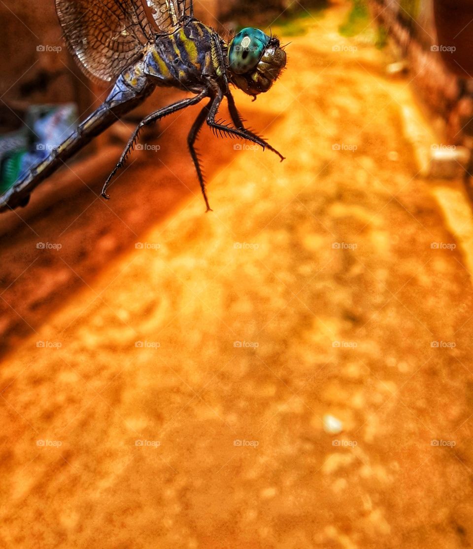 Fly