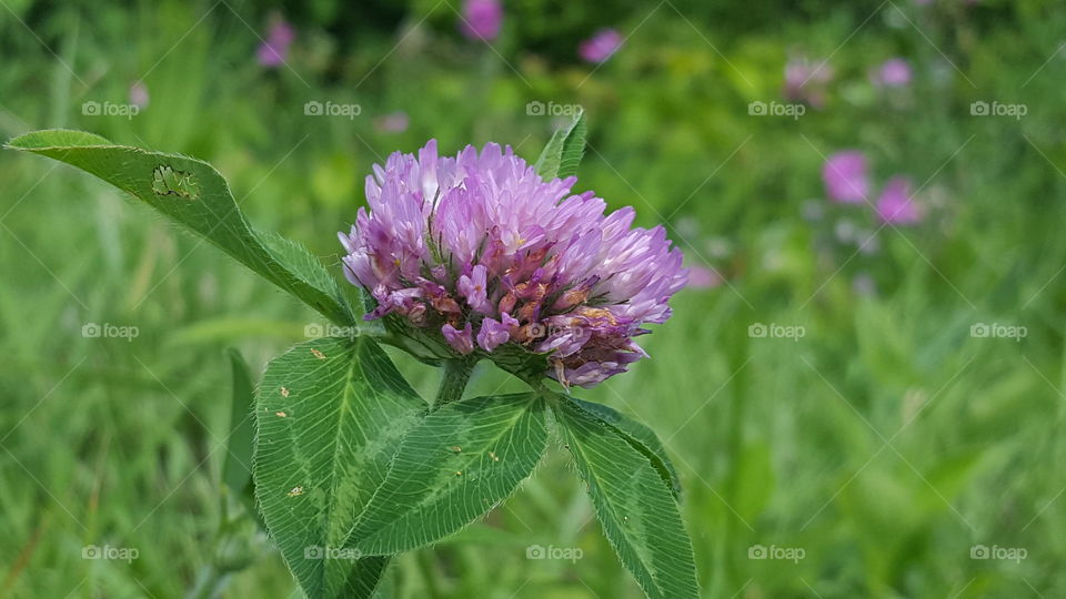 clover bloom