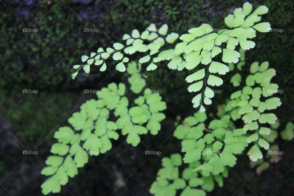 Flowers, ferns, leaf, green 