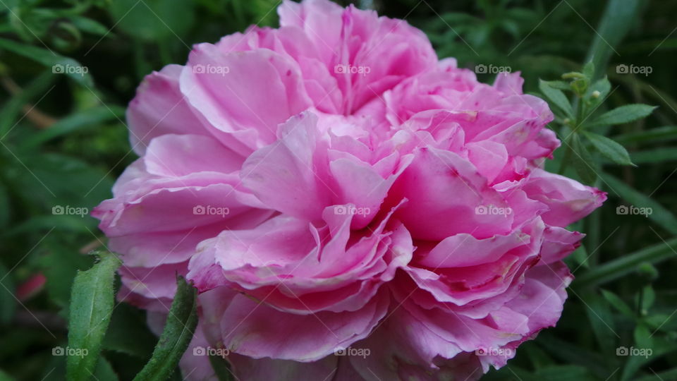 Pink Roses
The Meaning Of The Color Of Roses
Happiness, Elegance, Romance, Admiration, Sweetness, Thank You
Ranging from a subtle hint of color to deep and bright, pink roses have come to mean joy, happiness, gratitude and admiration. They’re often seen in bridal arrangements, thank you or congratulations bouquets. Considering the word “rose” brings to mind the faint blush of a fair maiden’s cheeks, it’s not surprising these blooms are a favorite to give and receive.
There are many different variations of pink, from a pale blush to a gentle medium pink to a vibrant pink, each having its own meaning and implication. The palest pink roses are a sign of gentleness, joy and grace. Bridal Pink is a perfect pale pink floribunda rose that is long lasting and offers a spicy scent. The light to medium pink roses can show sympathy or admiration. Lady Diana is a beautiful light pink rose perfect for either emotion. Deep pink roses, such as Laser and Diplomat are perfect choices to show someone how grateful you are to have them in your life.