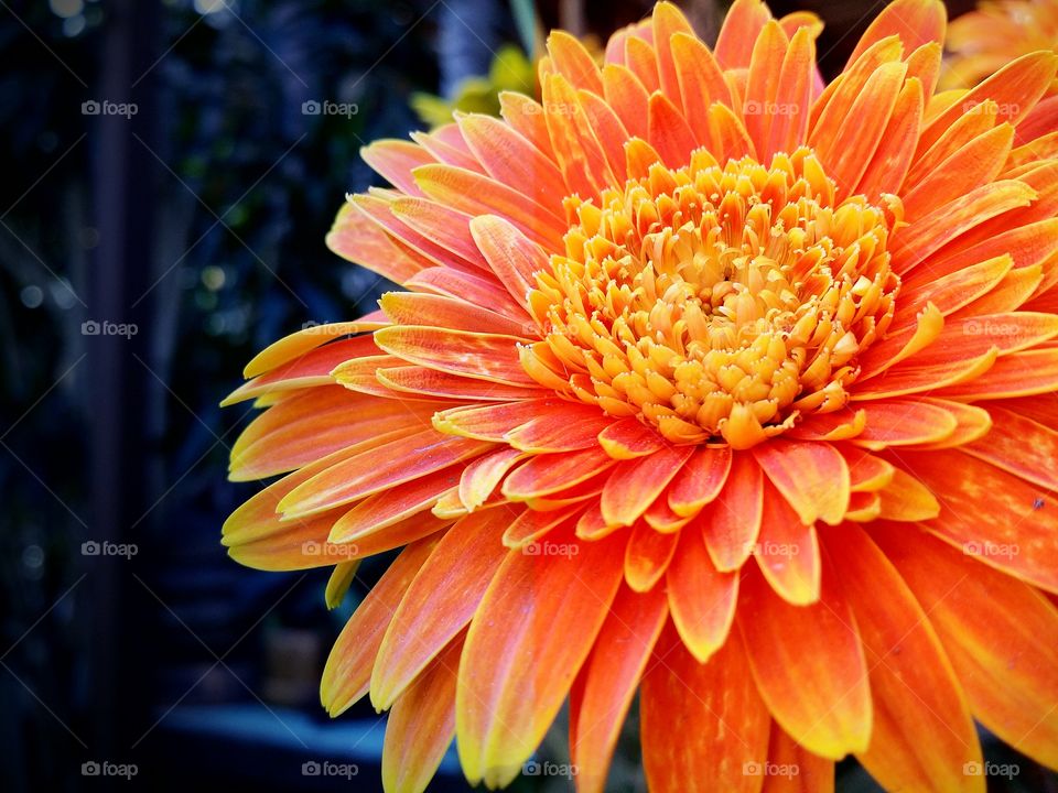 Beautiful Gerbera blooming.