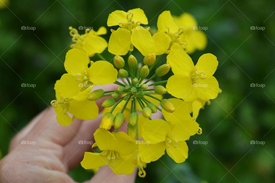 yellow flowers in hand green background spring nature