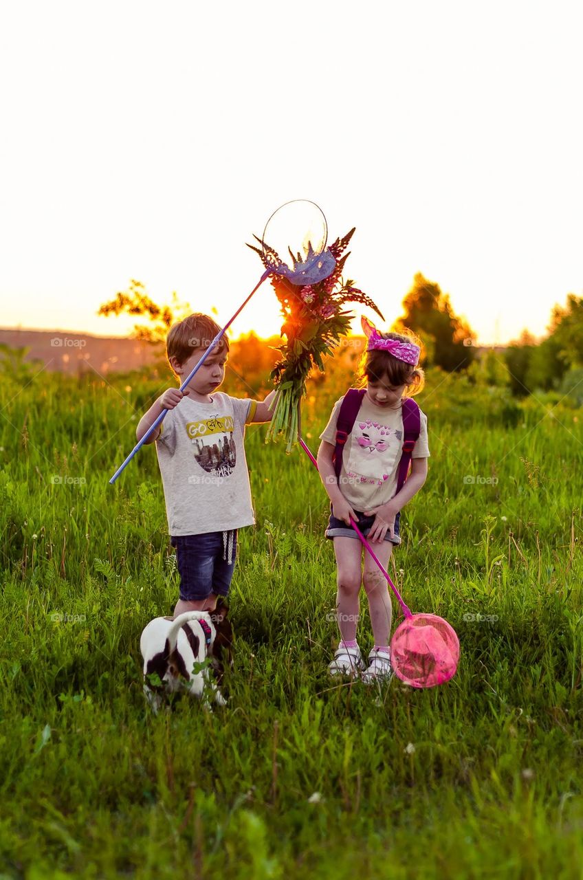 children walk the dog in the rays of sunset, pick flowers and catch butterflies with nets.
