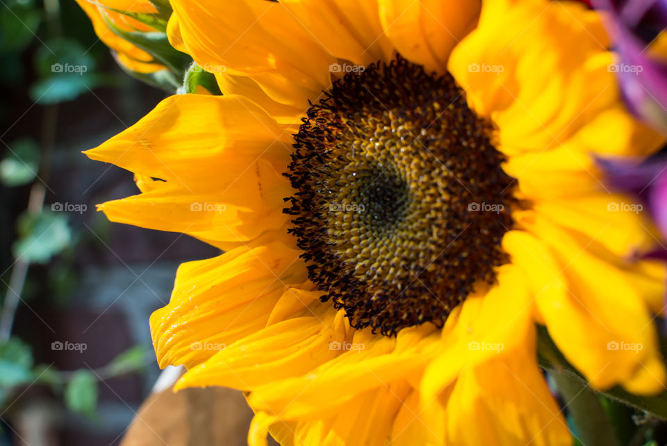 Closeup of beautiful Sunflower (Helianthus annulus) blooming full frame happiness and nature tranquility photography with selective focus on petals and flower head