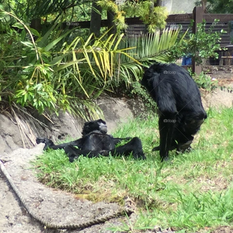 Gibbons at zoo