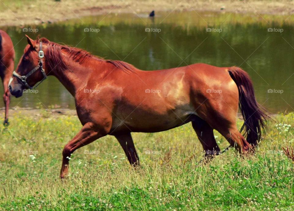 horse of a different color