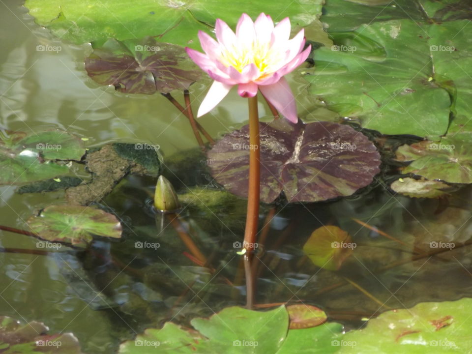 Pink Waterlily